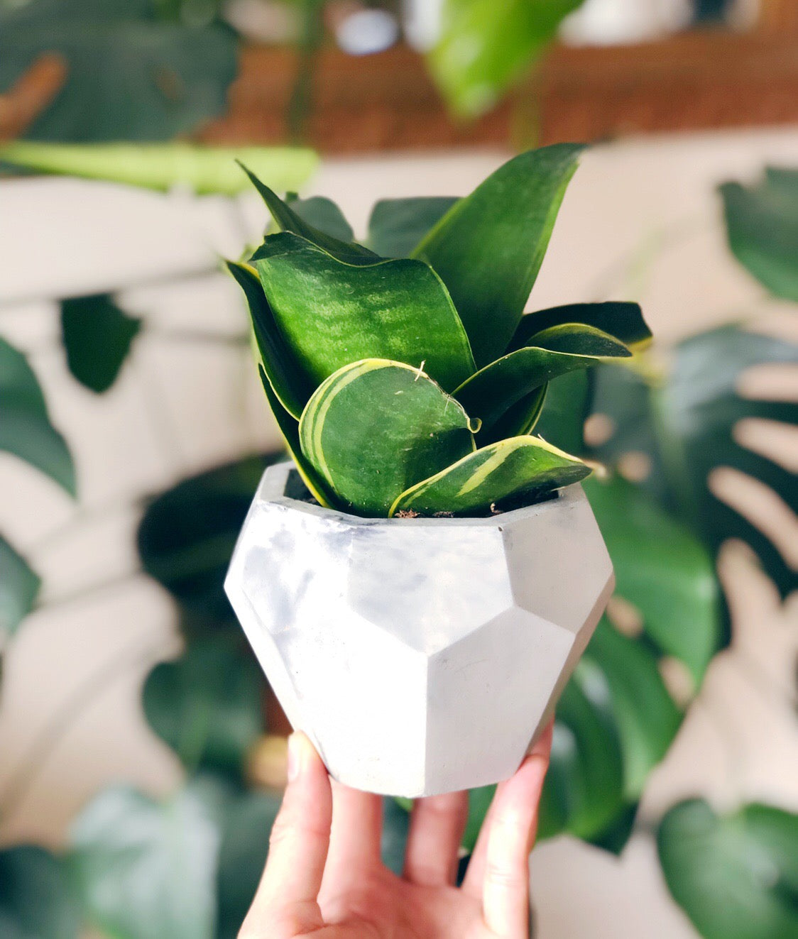large pastel plant pots Large Gem Planter – Homebody Collective