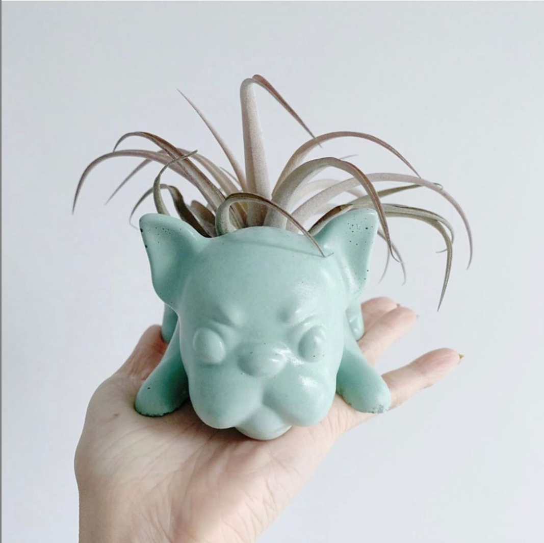 frenchie succulent planter Frenchie Planter – Homebody Collective