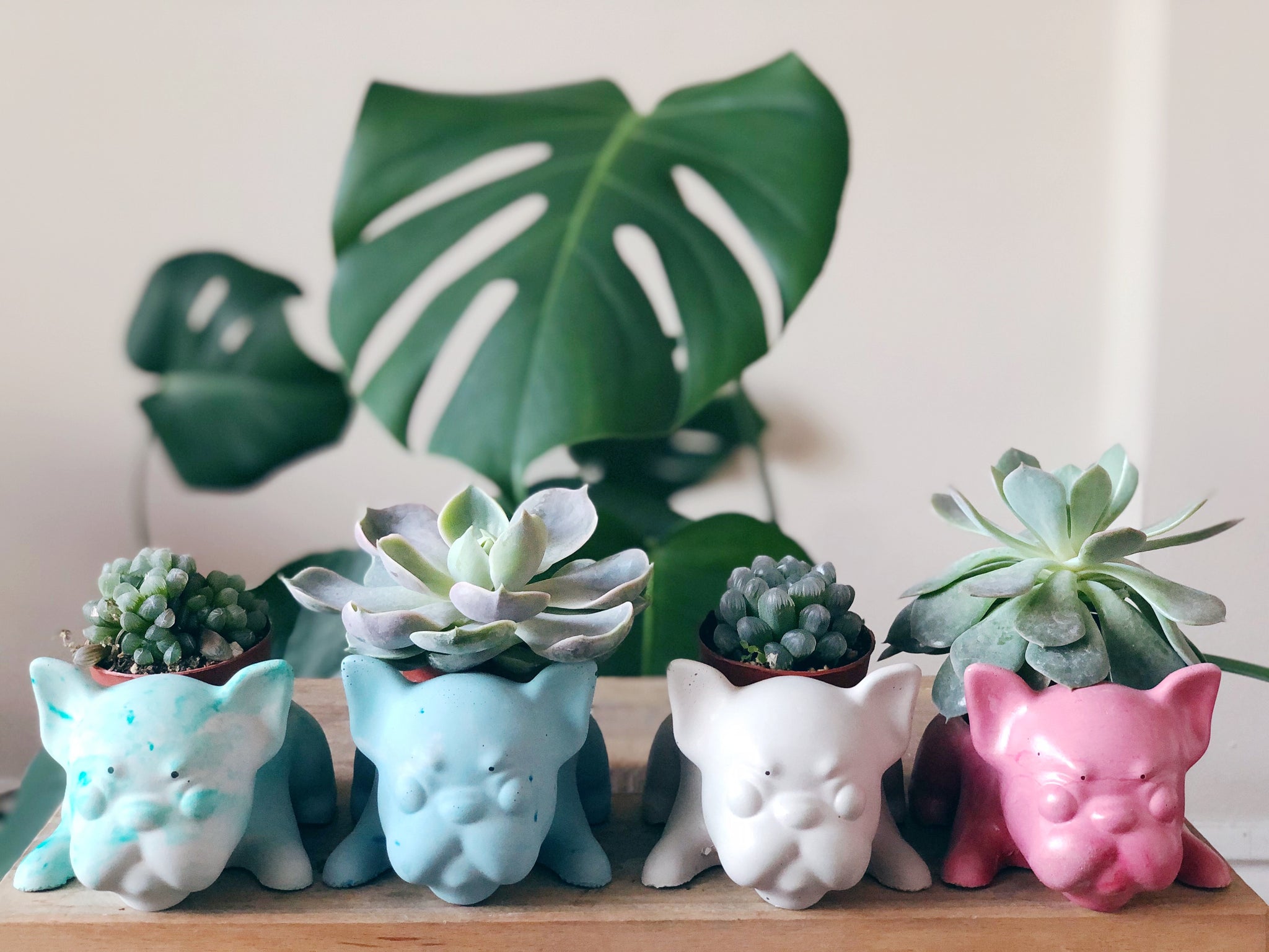 frenchie succulent planter Frenchie Planter – Homebody Collective