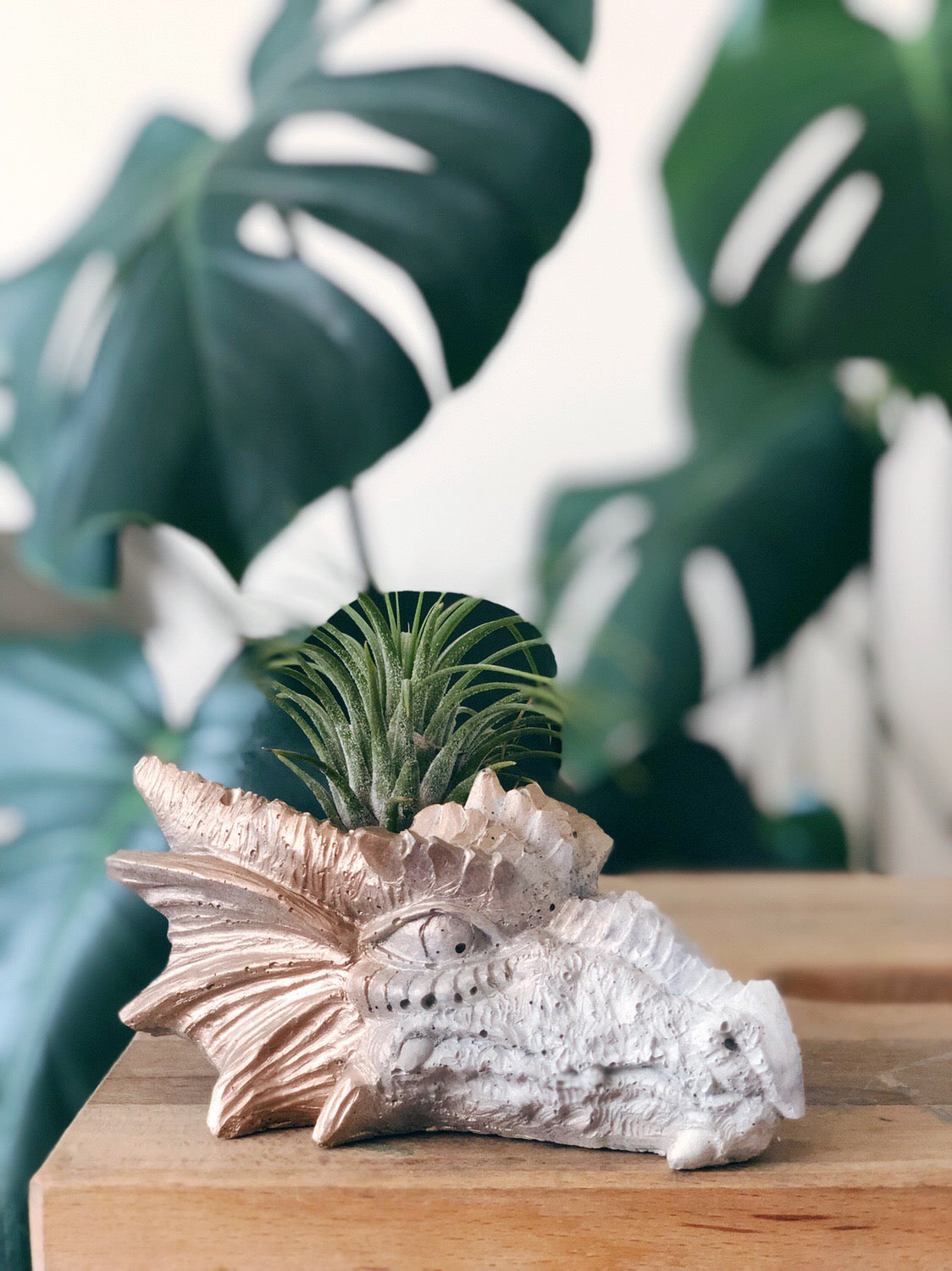 dragon succulent planter Dragon Head Planter – Homebody Collective